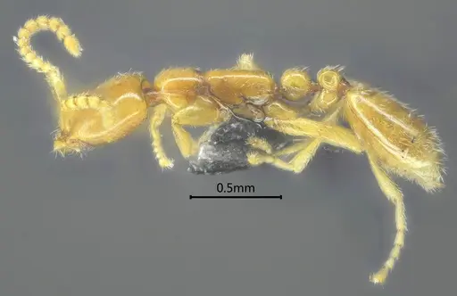Leptanilla dehongensis specimen ANTWEB1060529 image antweb1060529_3