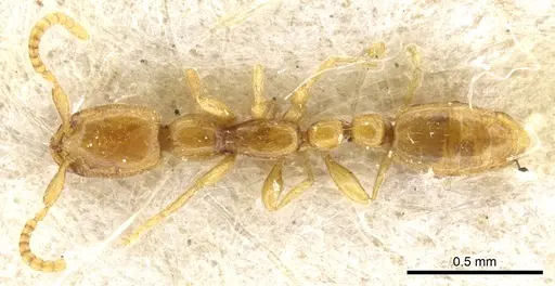 Leptanilla doderoi specimen CASENT0903768 image casent0903768_1
