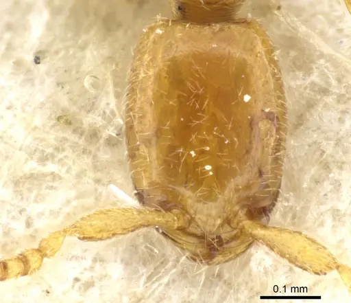Leptanilla doderoi specimen CASENT0903768 image casent0903768_2