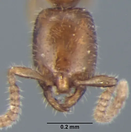 Leptanilla escheri specimen ANTWEB1008003 image antweb1008003_2