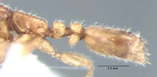 Leptanilla escheri specimen ANTWEB1008003 image antweb1008003_4