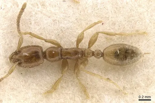 Leptanilla escheri specimen CASENT0907607 image casent0907607_1