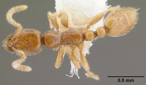 Leptanilla havilandi specimen CASENT0010809 image casent0010809_1