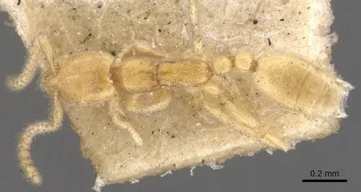 Leptanilla havilandi specimen CASENT0902773 image casent0902773_1