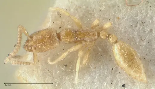 Leptanilla havilandi specimen FOCOL1126 image focol1126_1
