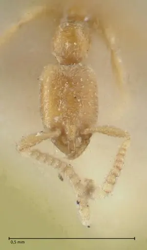 Leptanilla havilandi specimen FOCOL1126 image focol1126_2