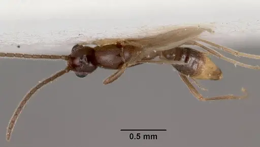 Leptanilla indica specimen CASENT0102374 image casent0102374_1