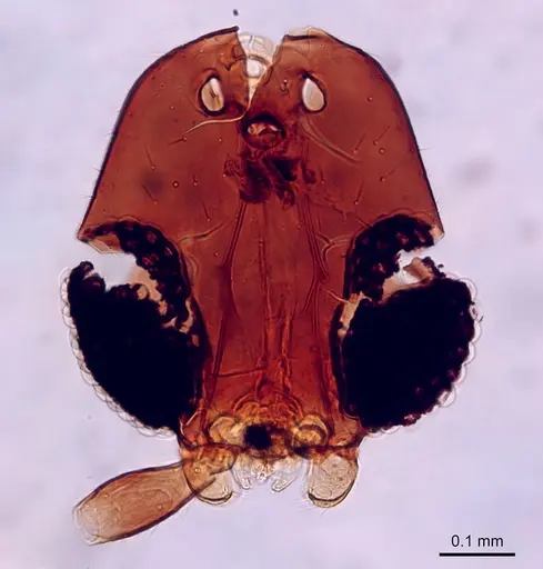 Leptanilla islamica specimen CASENT0280999 image casent0280999_1