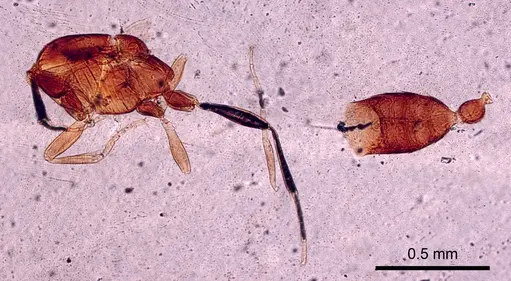Leptanilla islamica specimen CASENT0280999 image casent0280999_2