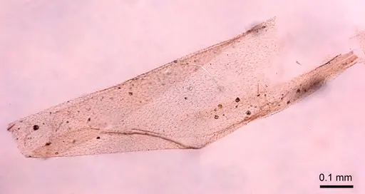 Leptanilla islamica specimen CASENT0280999 image casent0280999_3