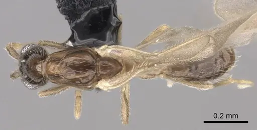 Leptanilla israelis specimen CASENT0235258 image casent0235258_1