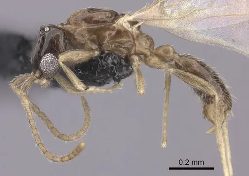 Leptanilla israelis specimen CASENT0235258 image casent0235258_3
