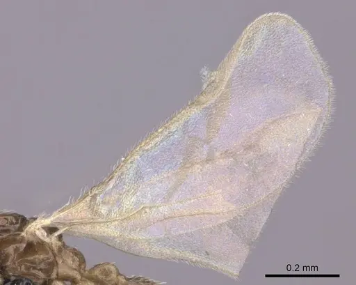Leptanilla israelis specimen CASENT0235258 image casent0235258_4