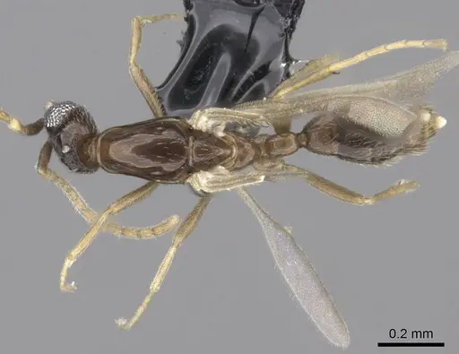 Leptanilla israelis specimen CASENT0235260 image casent0235260_1