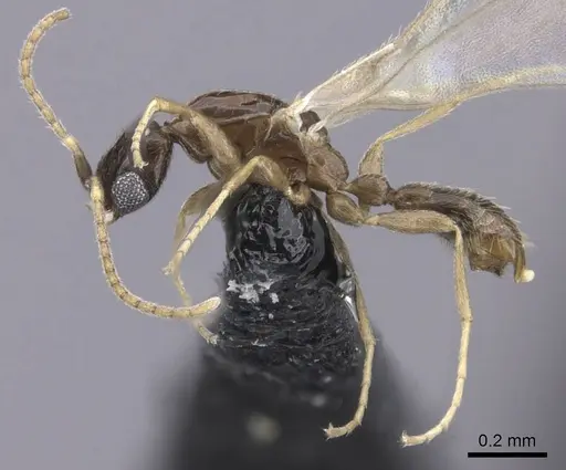 Leptanilla israelis specimen CASENT0235260 image casent0235260_3