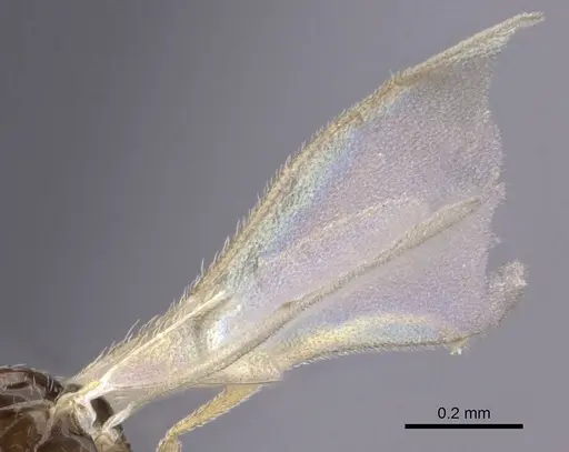 Leptanilla israelis specimen CASENT0235260 image casent0235260_4