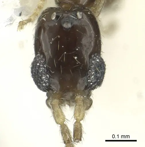 Leptanilla israelis specimen CASENT0911448 image casent0911448_2