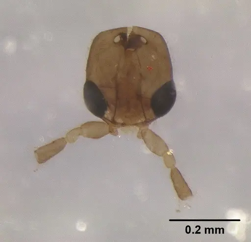 Leptanilla javana specimen MCZTYPE31142 image mcztype31142_1