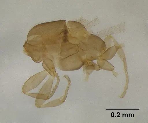 Leptanilla javana specimen MCZTYPE31142 image mcztype31142_2