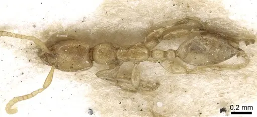 Leptanilla judaica specimen CASENT0902780 image casent0902780_1