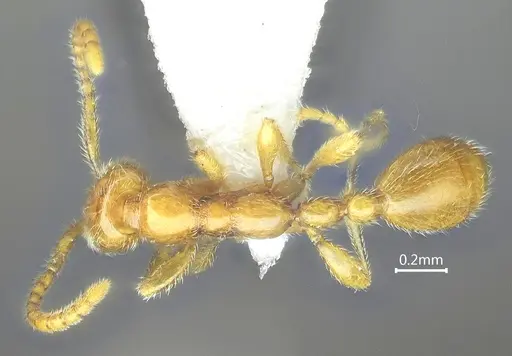 Leptanilla kunmingensis specimen ANTWEB1060530 image antweb1060530_1