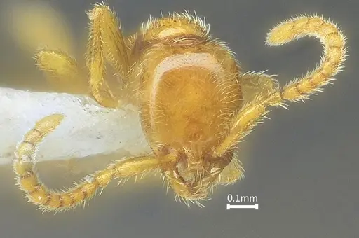 Leptanilla kunmingensis specimen ANTWEB1060530 image antweb1060530_2