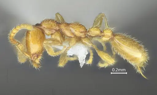 Leptanilla kunmingensis specimen ANTWEB1060530 image antweb1060530_3