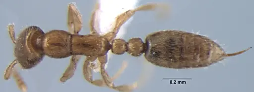 Leptanilla lamellata specimen ANTWEB1008004 image antweb1008004_1