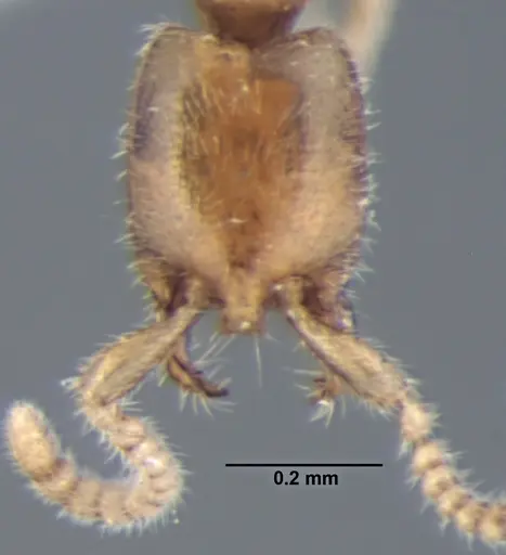 Leptanilla lamellata specimen ANTWEB1008004 image antweb1008004_2