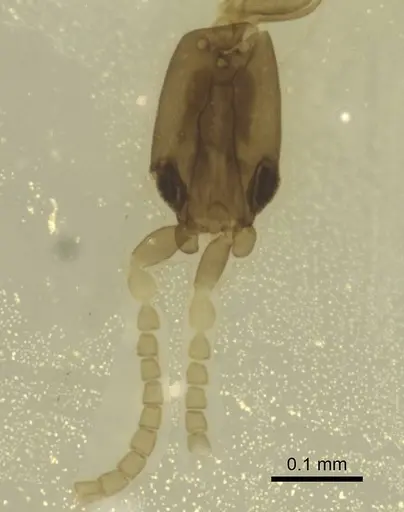 Leptanilla minuscula specimen CASENT0911449 image casent0911449_1