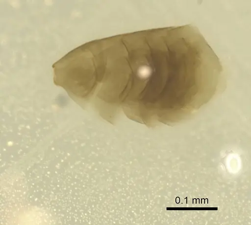 Leptanilla minuscula specimen CASENT0911449 image casent0911449_3