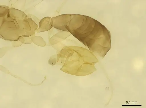 Leptanilla minuscula specimen CASENT0915646 image casent0915646_2
