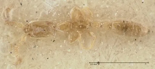 Leptanilla nana specimen FOCOL1120 image focol1120_1