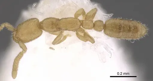 Leptanilla oceanica specimen CASENT0911452 image casent0911452_1