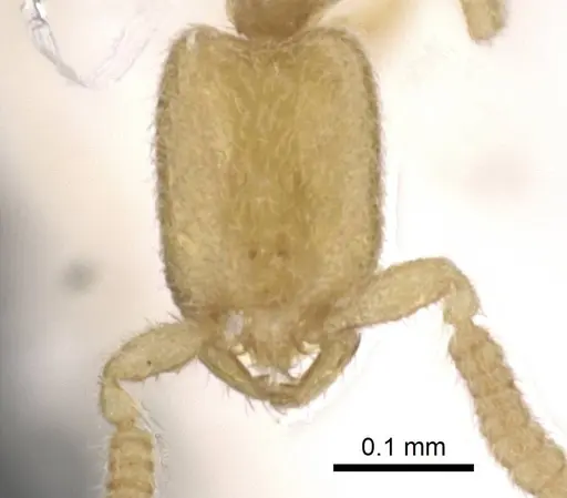 Leptanilla oceanica specimen CASENT0911452 image casent0911452_2