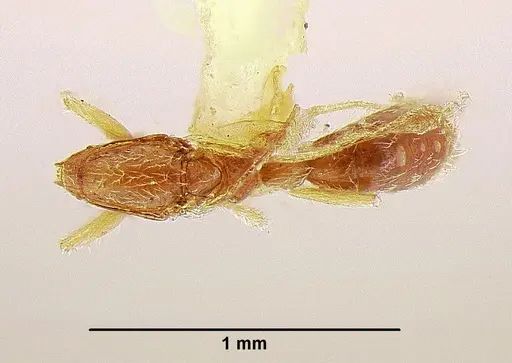 Leptanilla palauensis specimen USNMENT00533045 image usnment00533045_1
