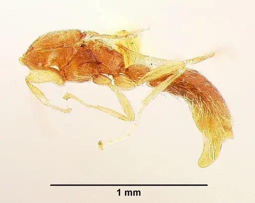 Leptanilla palauensis specimen USNMENT00533045 image usnment00533045_2