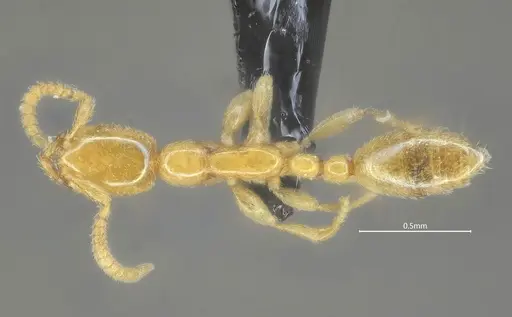 Leptanilla qinlingensis specimen ANTWEB1060531 image antweb1060531_1