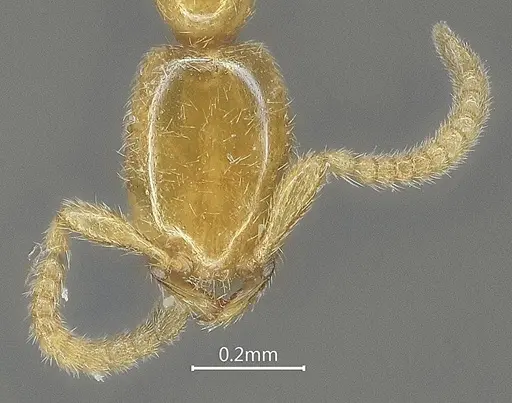 Leptanilla qinlingensis specimen ANTWEB1060531 image antweb1060531_2