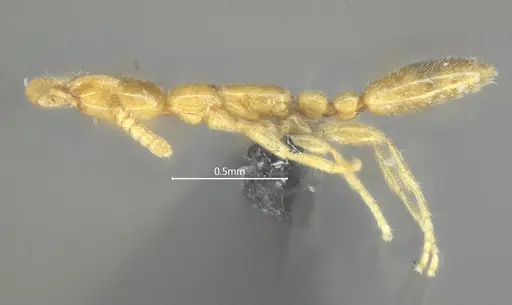 Leptanilla qinlingensis specimen ANTWEB1060531 image antweb1060531_3