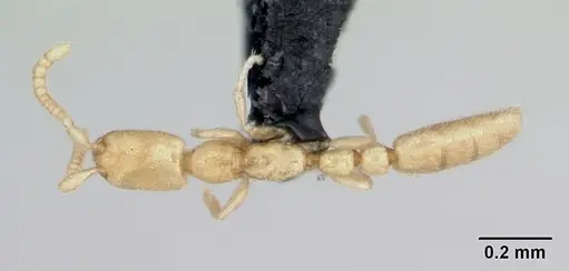 Leptanilla revelierii specimen CASENT0006788 image casent0006788_1