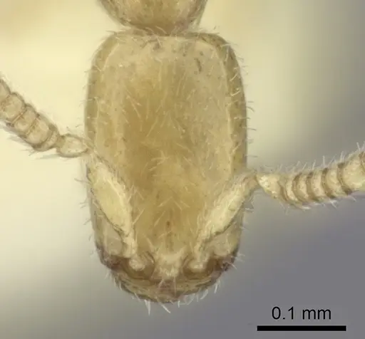 Leptanilla revelierii specimen CASENT0260441 image casent0260441_2