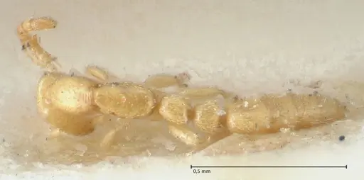 Leptanilla revelierii specimen FOCOL1119-1 image focol1119-1_1
