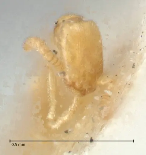 Leptanilla revelierii specimen FOCOL1119-1 image focol1119-1_2