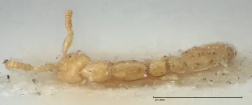Leptanilla revelierii specimen FOCOL1119-2 image focol1119-2_1