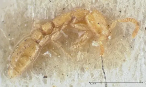 Leptanilla revelierii specimen FOCOL1119-2 image focol1119-2_3