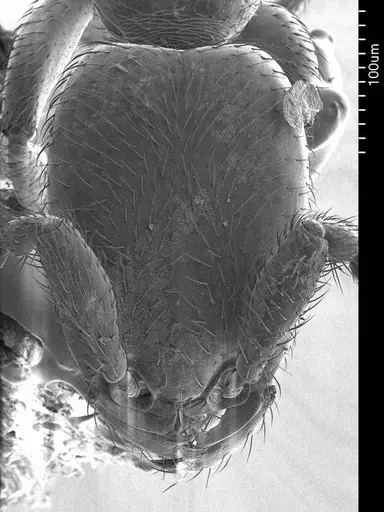 Leptanilla swani specimen ANTWEB1008539 image antweb1008539_2