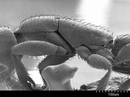 Leptanilla swani specimen ANTWEB1008539 image antweb1008539_3