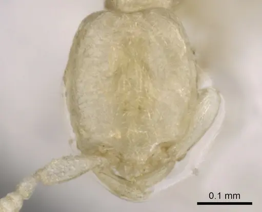 Leptanilla taiwanensis specimen CASENT0902777 image casent0902777_2