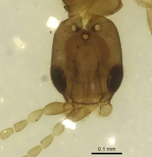 Leptanilla tanit specimen CASENT0911456 image casent0911456_1